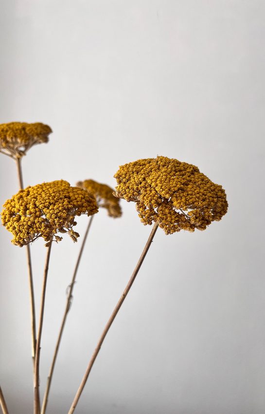 Blossomy-Achilea-seca-amarilla-zoom