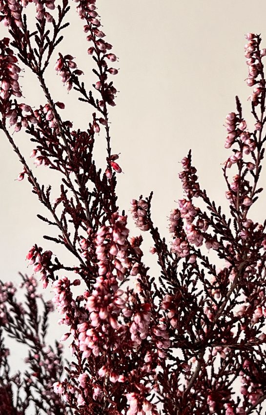 Blossomy-Brezo-Preservado-zoom